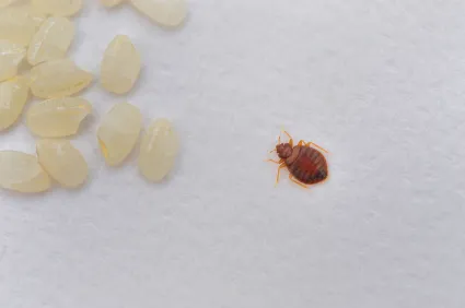 BB Bed Bug Exterminator of Reynoldsburg Picture 10
