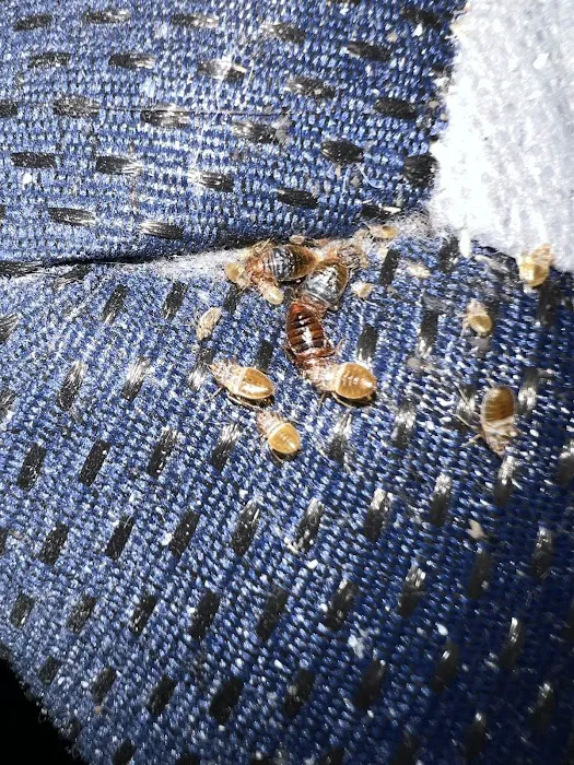 BB Bed Bug Exterminator of Reynoldsburg Picture 4