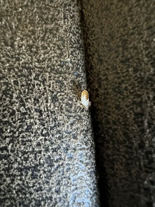 BB Bed Bug Exterminator of Reynoldsburg Picture 7