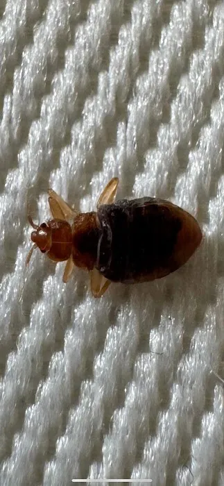 BB Bed Bug Exterminator of Reynoldsburg Picture 1