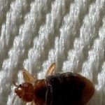 BB Bed Bug Exterminator of Reynoldsburg