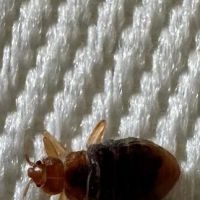 BB Bed Bug Exterminator of Reynoldsburg ico