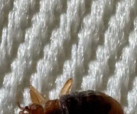 BB Bed Bug Exterminator of Reynoldsburg
