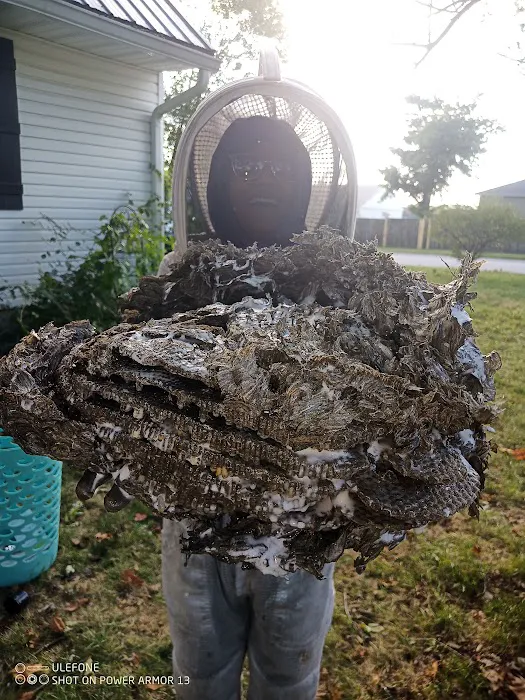 Honey Please Rescue These Bees Bee & Wasp Removal & Home Remodeling Picture 8