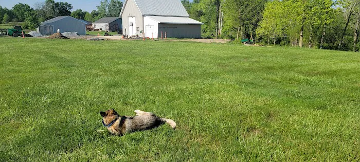 NexGreen Lawn and Tree Care Picture 2