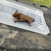 My Critter Pro ico