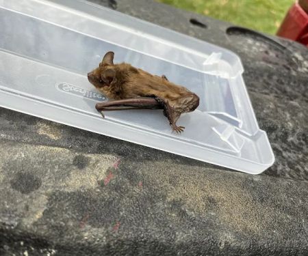 My Critter Pro