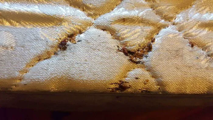Discreet Heat Remediation Plus LLC Picture 7