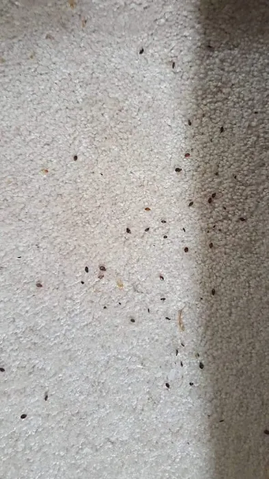 Discreet Heat Remediation Plus LLC Picture 9