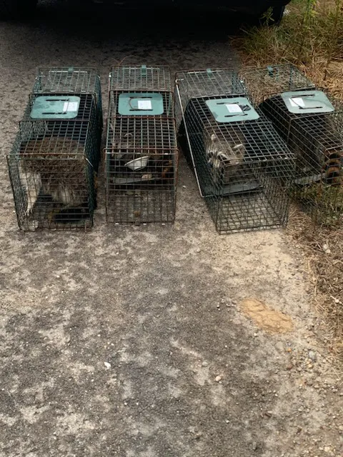 Prime Choice Pest Control Picture 2