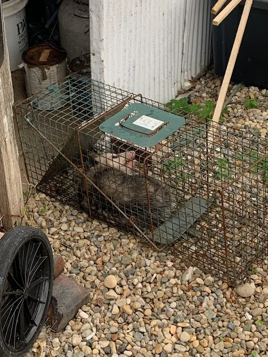 Prime Choice Pest Control Picture 3