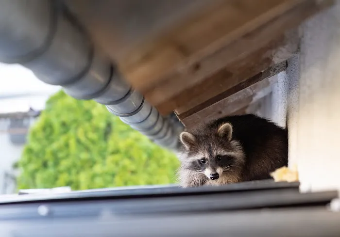 TLC Wildlife Management Picture 3