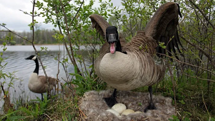 TLC Wildlife Management Picture 4