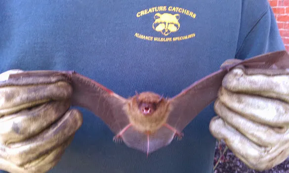 Creature Catchers of Columbus, LTD Picture 6