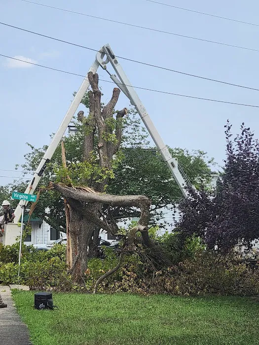 Danville Tree Care Inc Picture 3