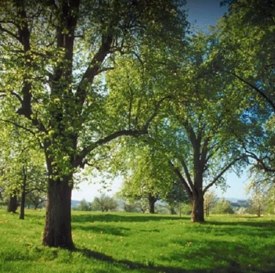 Danville Tree Care Inc Picture 8