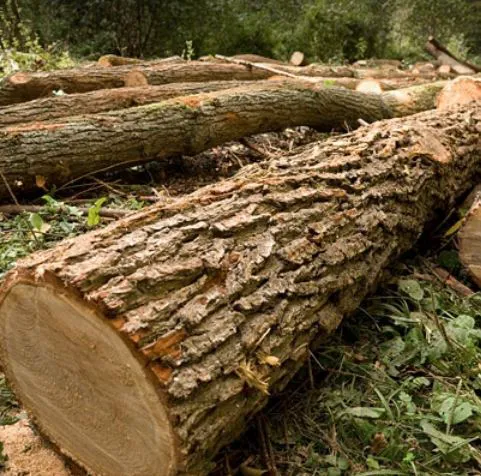 Danville Tree Care Inc Picture 5
