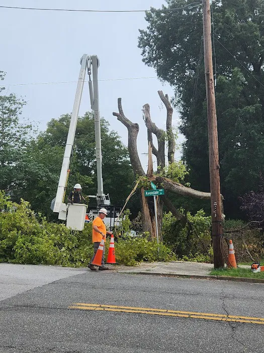 Danville Tree Care Inc Picture 4
