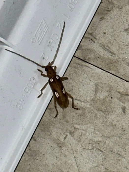 T W Sawyer Pest Control Picture 7