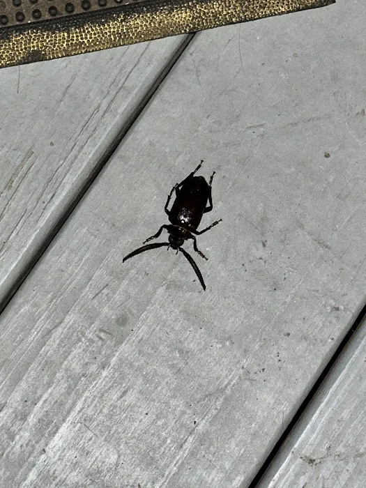 T W Sawyer Pest Control Picture 3
