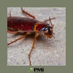Pest Management Systems, Inc.