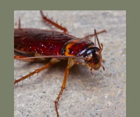 Pest Management Systems, Inc.