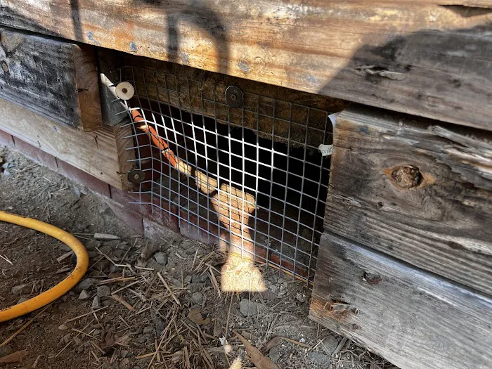 Piedmont Wildlife Control Picture 10