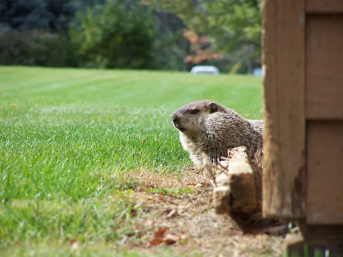 Piedmont Wildlife Control Picture 6