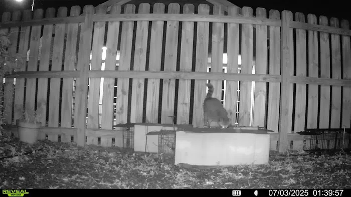 Piedmont Wildlife Control Picture 7