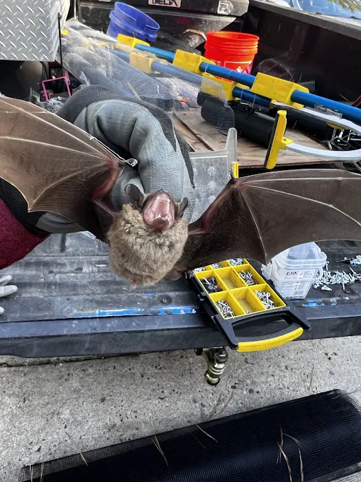 Piedmont Wildlife Control Picture 5