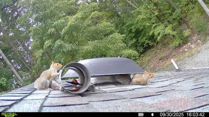 Piedmont Wildlife Control Picture 3