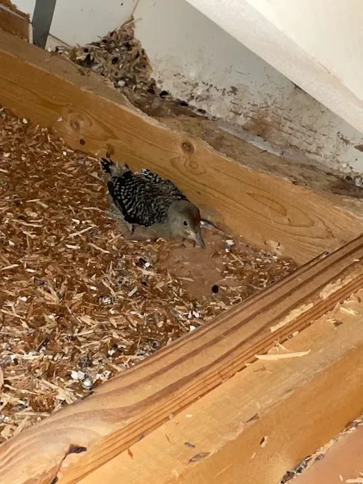Critter Control Triangle Picture 6