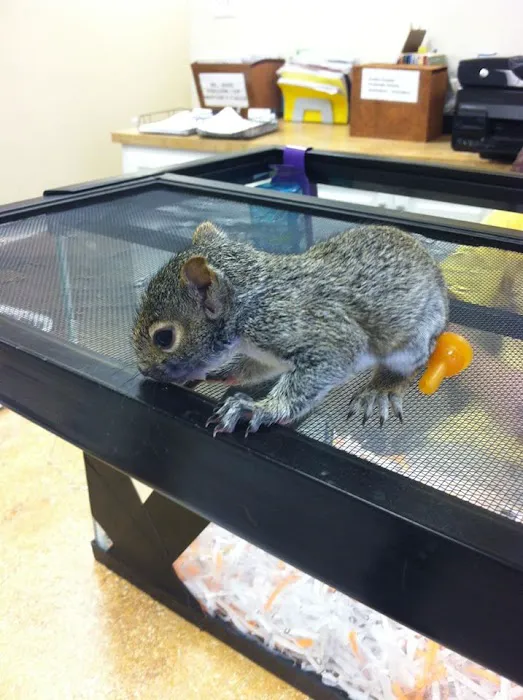 Critter Control Triangle Picture 8
