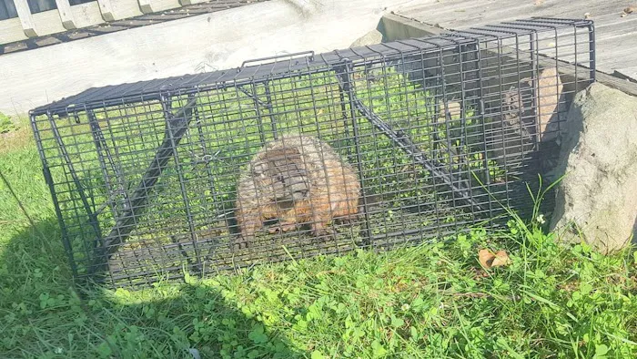 Wildlife Removal Durham Picture 6