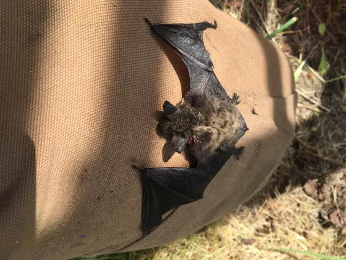 Wildlife Removal Durham Picture 7