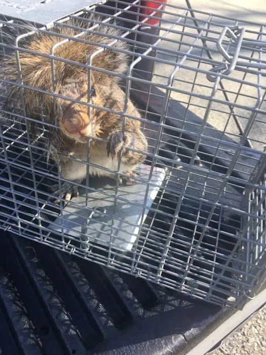 Wildlife Removal Durham Picture 3