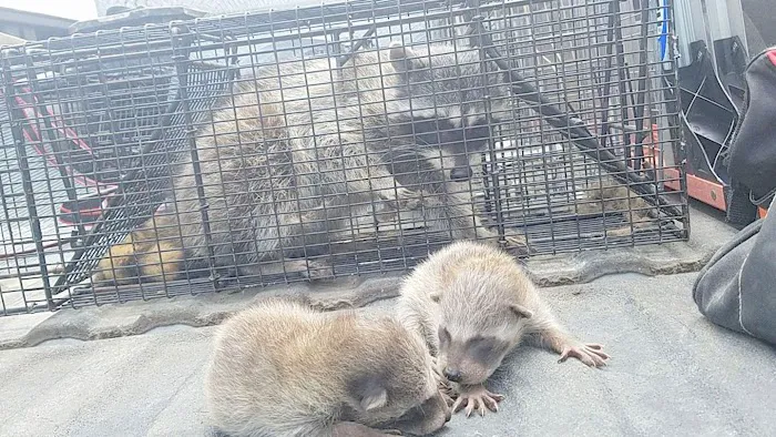 Wildlife Removal Durham Picture 8