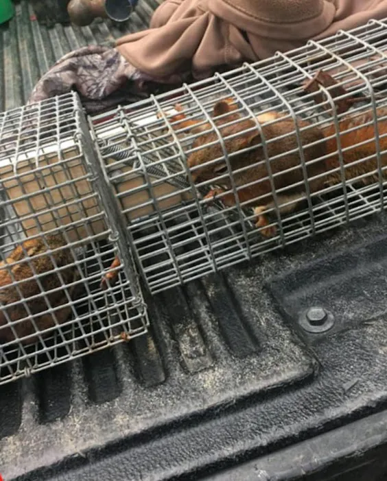 Wildlife Removal Durham Picture 2