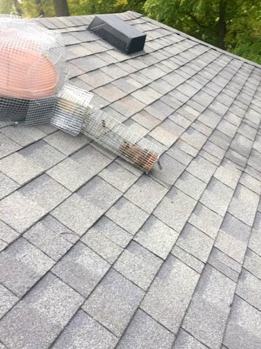 Wildlife Removal Durham Picture 5