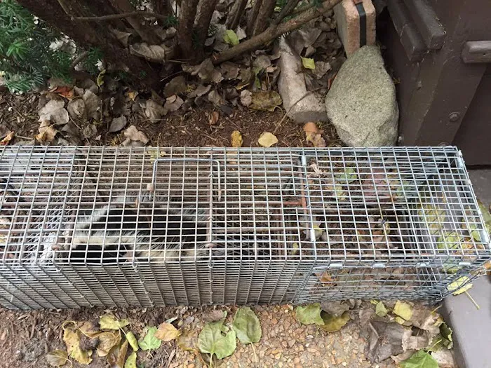 Wildlife Removal Durham Picture 1