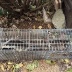 Wildlife Removal Durham