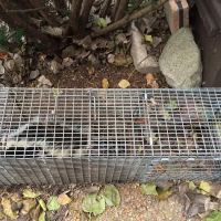 Wildlife Removal Durham ico