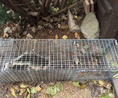 Wildlife Removal Durham