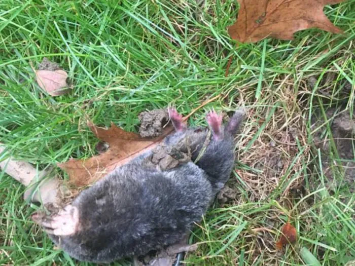 Wildlife Removal Durham Picture 9