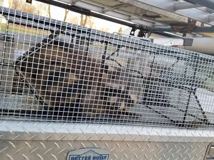 Wildlife Removal Durham Picture 4