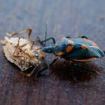 RedCheck Pest Solutions LLC