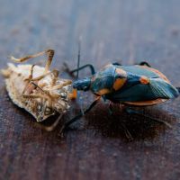 RedCheck Pest Solutions LLC ico