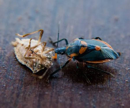 RedCheck Pest Solutions LLC