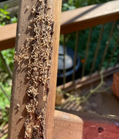 RedCheck Pest Solutions LLC Picture 6