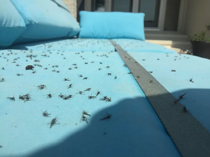 InvisaBarrier Mosquito Control Picture 1